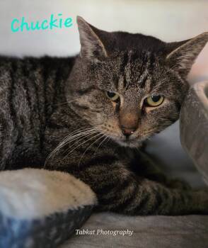 Rescue Domestic Short Hair Cats for Adoption in Cambridge, Maryland - Chuckie | PetCurious