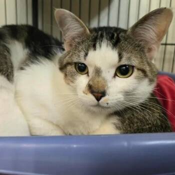 Ruffnut -  Domestic Short Hair Cat for Adoption in Winthrop, Maine - Ruffnut | PetCurious