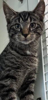 Rescue Domestic Short Hair Cats for Adoption in Hazlet, New Jersey - Linus | PetCurious