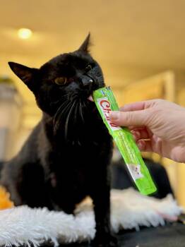 Edgar -  Domestic Short Hair Cat for Adoption in Loveland, Ohio - Edgar | PetCurious