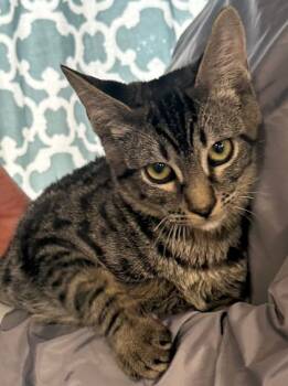 Rescue Domestic Short Hair Cats for Adoption in San Diego, California - AJ | PetCurious