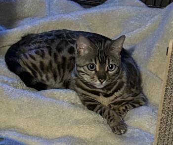 Bengal Cats Available for Adoption in North Haven, Connecticut - Cleo | PetCurious