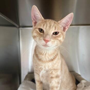 Raider (bonded with Chinook) -  Domestic Short Hair Cat for Adoption in Wilmington, Delaware - Raider (bonded With Chinook) | PetCurious