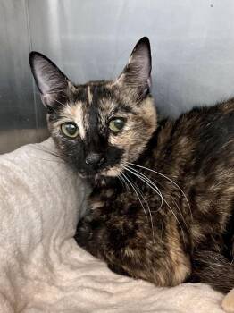 Garbo -  Domestic Short Hair Cat for Adoption in Austin, Texas - Garbo | PetCurious