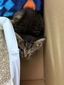 PUFFERFISH -  Domestic Short Hair Cat for Adoption in Fort Walton Beach, Florida - PUFFERFISH | PetCurious