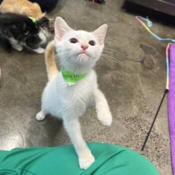 Wingtip -  Domestic Short Hair Cat for Adoption in Portland, Oregon - Wingtip | PetCurious