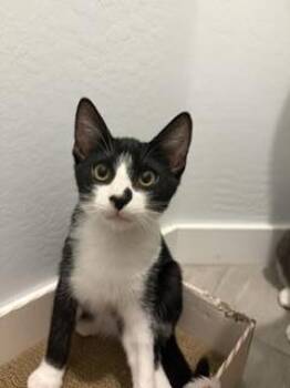 Jo Impala -  Tuxedo Cat for Adoption in Chandler, Arizona - Jo Impala | PetCurious