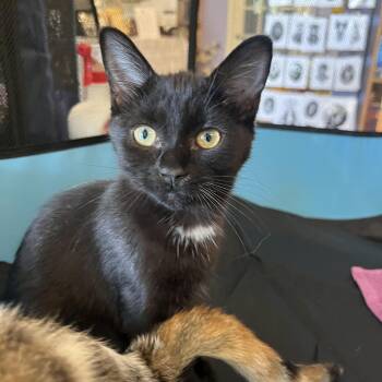 Rescue Domestic Short Hair Cats for Adoption in Marion, North Carolina - Lilith | PetCurious