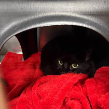 Suki -  Domestic Short Hair Cat for Adoption in Spokane, Washington - Suki | PetCurious
