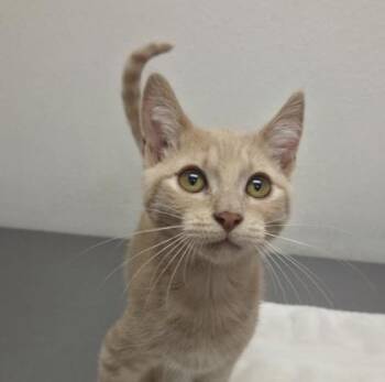 Yoda -  Domestic Short Hair Cat for Adoption in Eugene, Oregon - Yoda | PetCurious