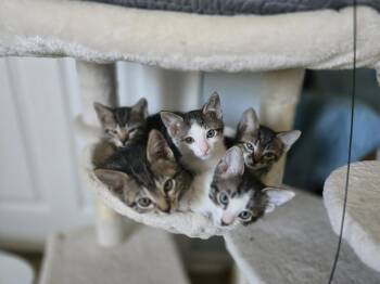 Domestic Short Hair Cats Available for Adoption in Wheaton, Illinois - Inky | PetCurious