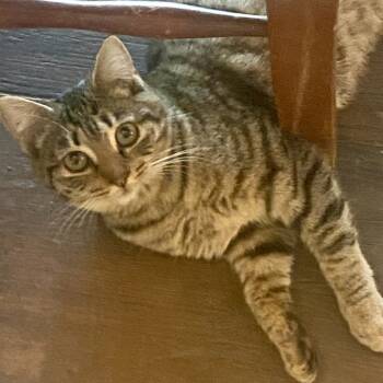 Rescue Domestic Short Hair Cats for Adoption in Los Angeles, California - Payton | PetCurious