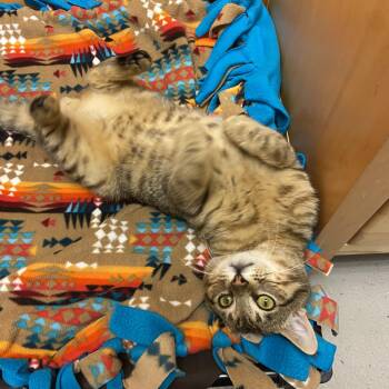 Rescue Domestic Short Hair Cats for Adoption in Bellingham, Washington - Augustus | PetCurious