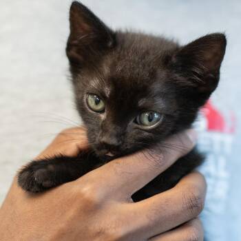 PABLO-30789 -  Domestic Short Hair Cat for Adoption in Memphis, Tennessee - PABLO-30789 | PetCurious
