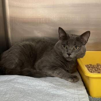 Domestic Short Hair Cats Available for Adoption in Port Charlotte, Florida - Sterling | PetCurious