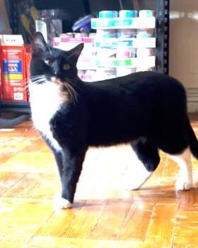 Bobby -  Domestic Short Hair Cat for Adoption in New York, New York - Bobby | PetCurious