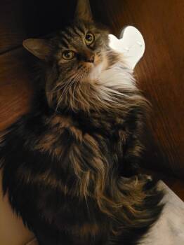 Domestic Long Hair Cats Available for Adoption - Honor | PetCurious