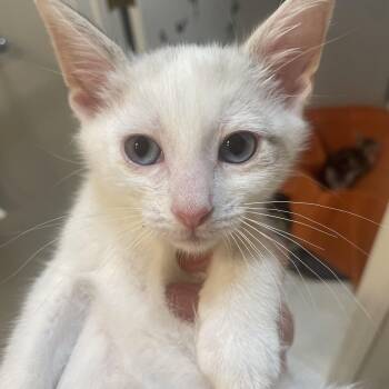 Siamese and Tabby Cats Available for Adoption in Albuquerque, New Mexico - Samira | PetCurious