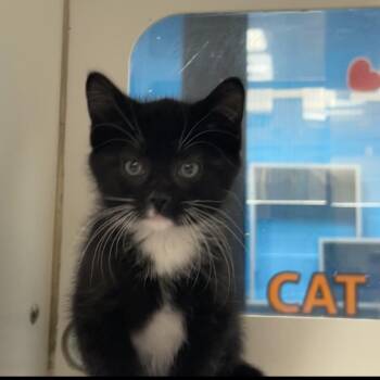 Fibula -  Domestic Short Hair Cat for Adoption in Cheyenne, Wyoming - Fibula | PetCurious