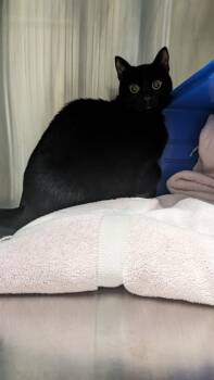 Rescue Domestic Short Hair Cats for Adoption in Cleveland, Ohio - Skiba | PetCurious