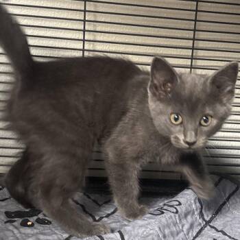 Domestic Short Hair Cats Available for Adoption in Dallas, Texas - Octopus | PetCurious