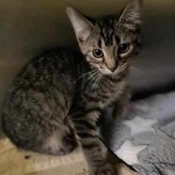 Pebbles -  Domestic Short Hair Cat for Adoption in Dayton, Ohio - Pebbles | PetCurious