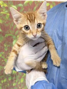 YARN -  Domestic Short Hair Cat for Adoption in San Antonio, Texas - YARN | PetCurious
