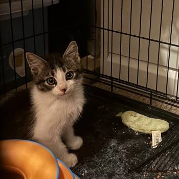 Rescue Domestic Short Hair Cats for Adoption in Wheeling, Illinois - Ken | PetCurious