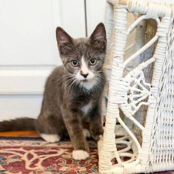 Mojito - KITTEN in foster -  Domestic Short Hair Cat for Adoption in Alexandria, Virginia - Mojito - KITTEN In Foster | PetCurious