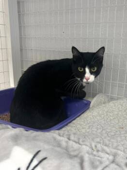 Domestic Short Hair Cats Available for Adoption in Brookings, Oregon - Chevo | PetCurious