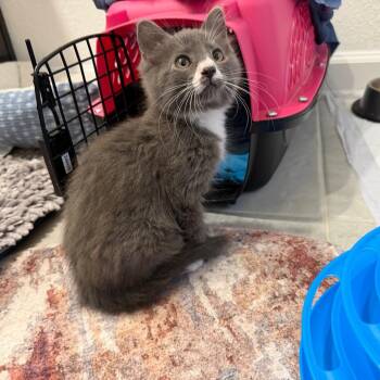 Tamara -  Domestic Long Hair Cat for Adoption in Gainesville, Florida - Tamara | PetCurious