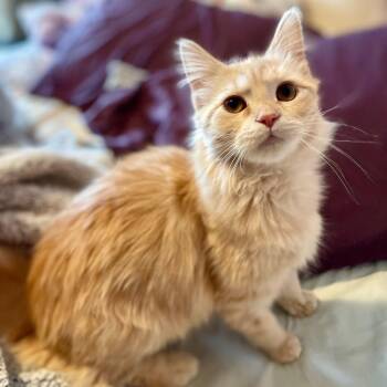 Domestic Medium Hair Cats Available for Adoption - Paddington | PetCurious
