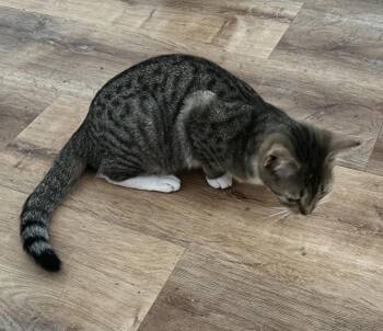 Toffee -  Domestic Short Hair Cat for Adoption in Dawson, Georgia - Toffee | PetCurious