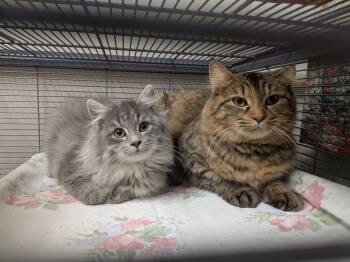 Domestic Medium Hair Cats Available for Adoption - Goldie Hawn | PetCurious