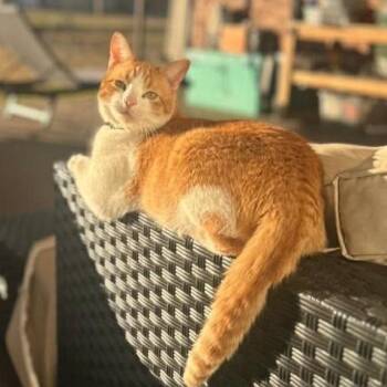 Domestic Short Hair Cats Available for Adoption in Warr Acres, Oklahoma - Quill | PetCurious