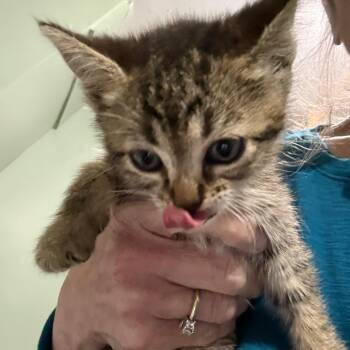 Sassafras -  Domestic Short Hair Cat for Adoption in Ferndale, Washington - Sassafras | PetCurious