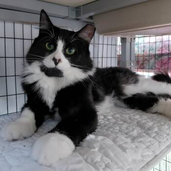 Pierre -  Domestic Long Hair Cat for Adoption in Littleton, New Hampshire - Pierre | PetCurious