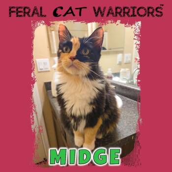 Midge -  Domestic Long Hair Cat for Adoption in Kingman, Arizona - Midge | PetCurious