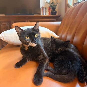 Donna -  Domestic Short Hair Cat for Adoption in Evanston, Illinois - Donna | PetCurious