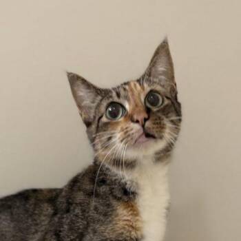 Sailor Moon -  Torbie and Domestic Short Hair Cat for Adoption in Knoxville, Tennessee - Sailor Moon | PetCurious