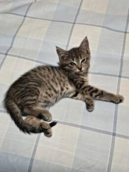 Maisie -  Domestic Short Hair Cat for Adoption in Lawrenceville, Georgia - Maisie | PetCurious