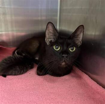 Rescue Domestic Short Hair Cats for Adoption in Louisville, Kentucky - COCOA | PetCurious