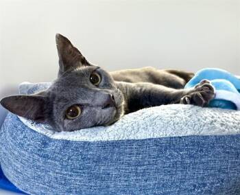 Domestic Short Hair Cats Available for Adoption in Fort Lauderdale, Florida - SANTIAGO | PetCurious