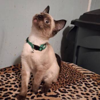 Mochi Macon -  Siamese Cat for Adoption in Columbia, Missouri - Mochi Macon | PetCurious