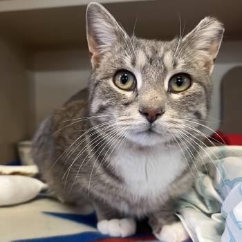 Domestic Short Hair Cats Available for Adoption - Conner | PetCurious