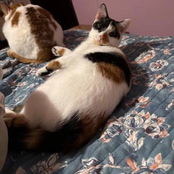 Cassia Wheels 9226 -  Domestic Short Hair Cat for Adoption in Eaton Rapids, Michigan - Cassia Wheels 9226 | PetCurious