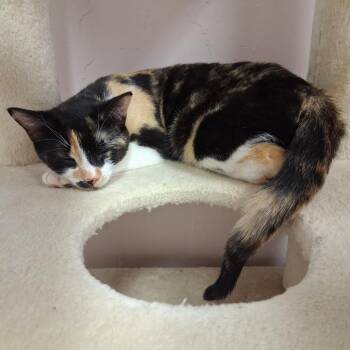 Poppy -  Domestic Short Hair Cat for Adoption in Middlebury, Vermont - Poppy | PetCurious