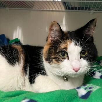 Bobbie Jo -  Domestic Short Hair Cat for Adoption in Saint Paul, Minnesota - Bobbie Jo | PetCurious