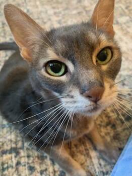 Rescue Abyssinian Cats for Adoption in Whittier, California - BlueBoy | PetCurious