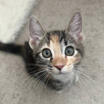 Saffron -  Domestic Short Hair Cat Available for Adoption in San Tan Valley, Arizona - Saffron | PetCurious